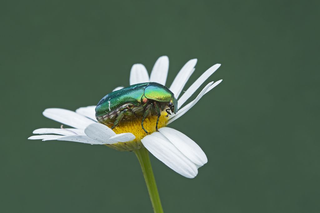 Cetonia aurata pisana, Cetoniidae